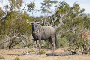 A Blue Wildebeest staring back