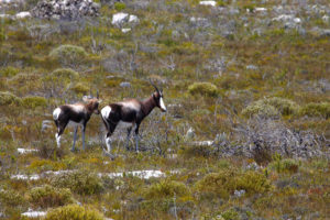 Two blesbuck antelopes on the lookout Two blesbuck antelopes on the lookout