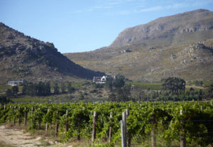A vineyard in the mountains A vineyard in the mountains