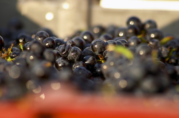 Grapes just harvested