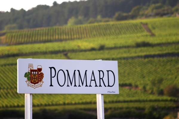 In the Pommard vineyards, Cote de Beaune, Burgundy