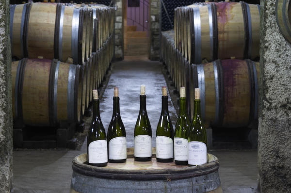 Wines for tasting in a cellar