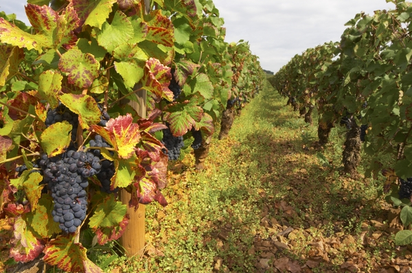 Ripe grapes in the vineyard