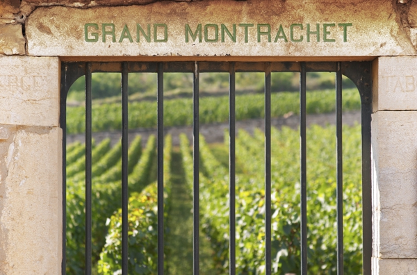 Famous vineyard, behind closed gate