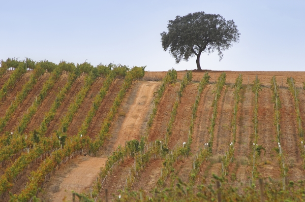 A Portuguese vineyard