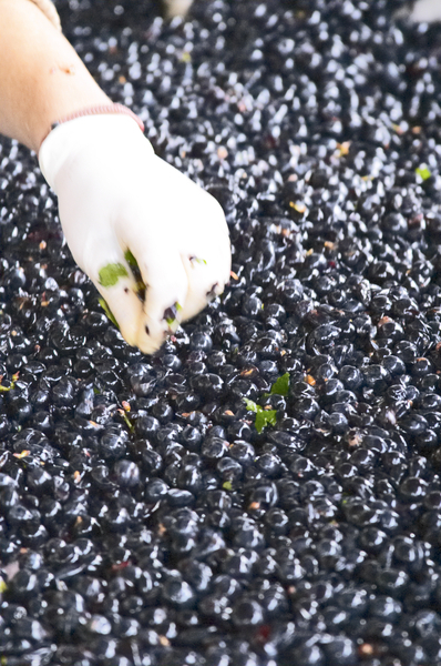 Carefully sorting the grapes at the sorting table