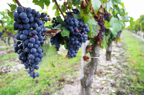 Grapes on the vine, ripe and ready for harvest