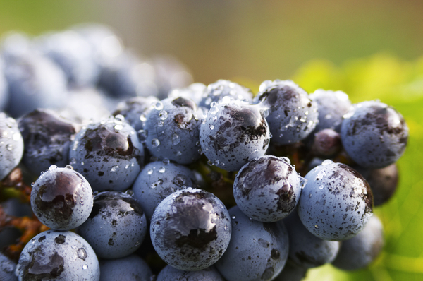 Grapes on the vine, ripe and ready for harvest