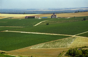 Vineyards in Chablis Vineyards in Chablis