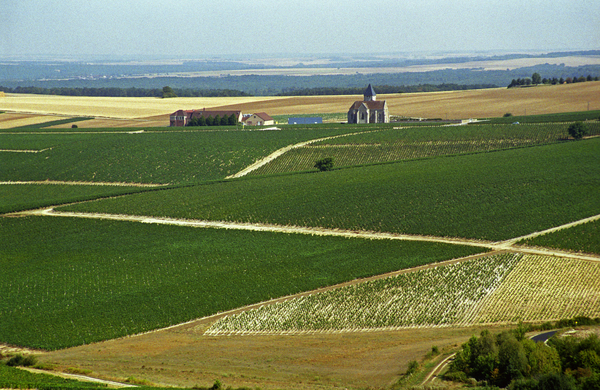 Vineyards in Chablis