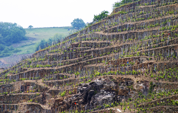 Steep terraced vineyards