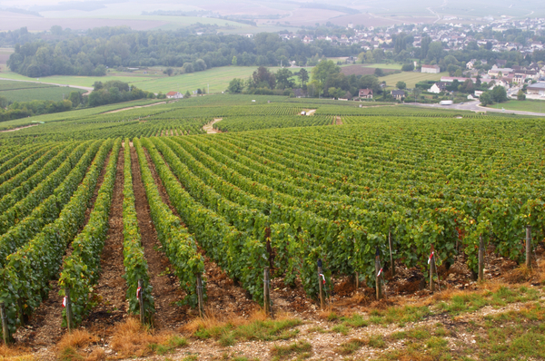 Vineyards in Chablis