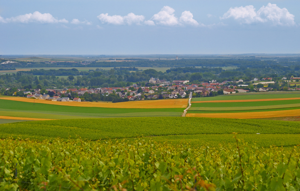 Vineyards in Champagne