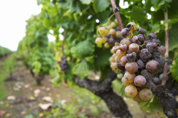 Grapes with noble rot close to the harvest
