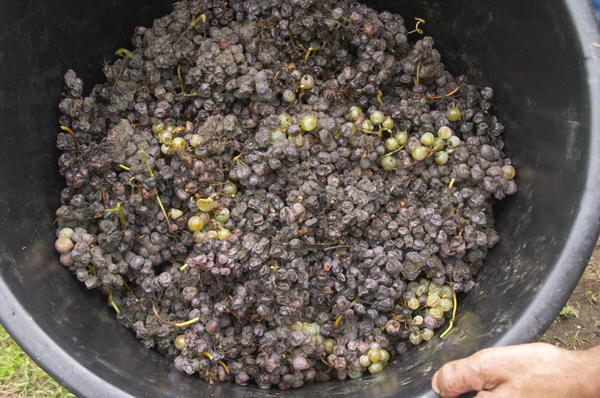 Grapes with noble rot close just harvested