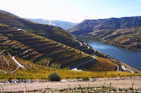 The Douro River with terraced vineyards