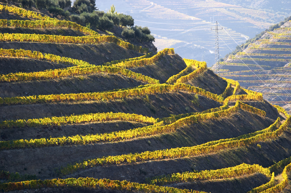 Autumn colours in the steep terraced vineyard
