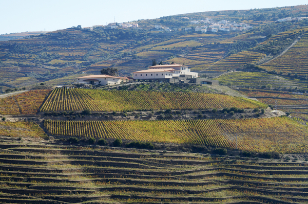 A winery building on a hilltop with terraced vineyards all around