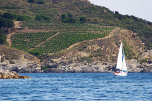 Vineyard by the sea