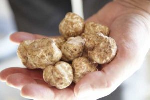 White truffles, a handful
