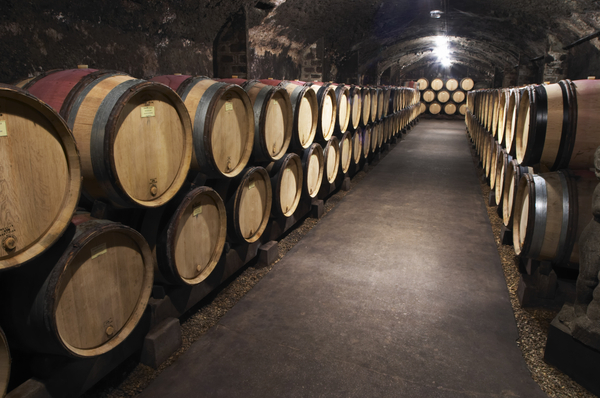 Oak barrels in the wine cellar
