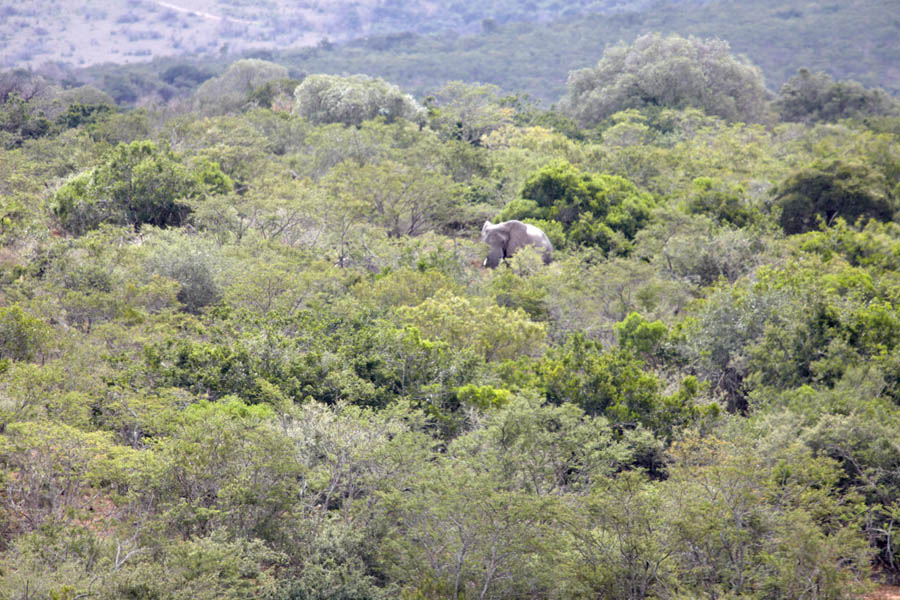 An elephant in the bush