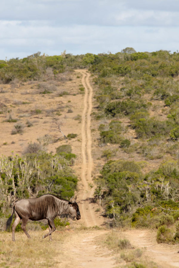 The road into the wilderness and a Blue Wildebeest