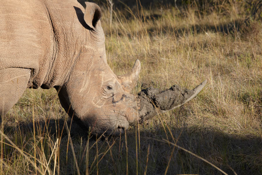 A white rhino - rhinoceros
