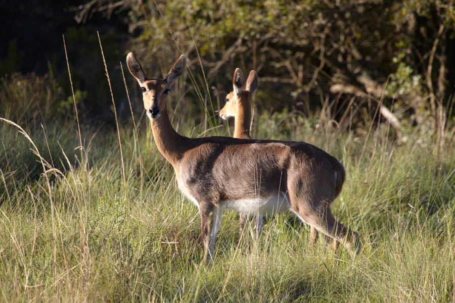 Two antelopes, probably Red Lechwe antelope