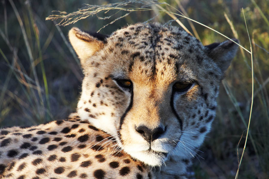 A cheeta resting in the evening sun