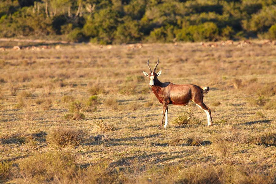 A blesbuck antelope on the watch