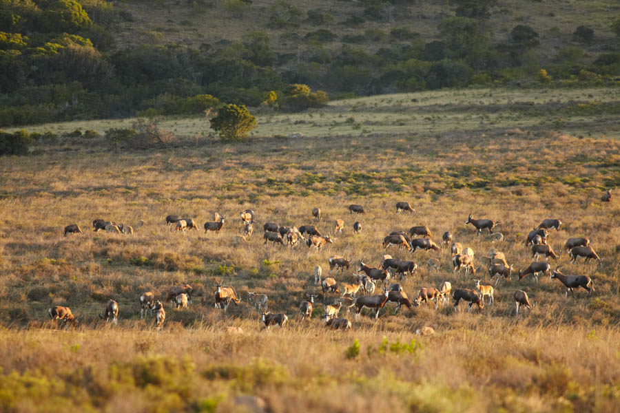 A herd of blesbuck antelopes
