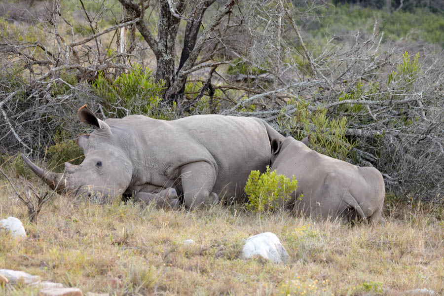A white rhinoceros feeding a baby rhino