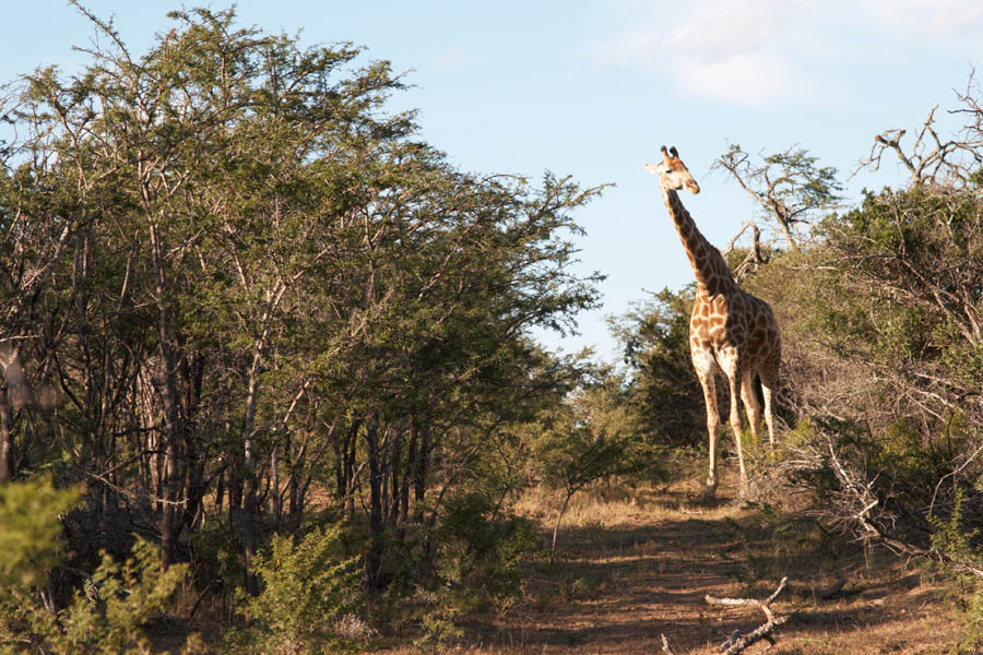 A giraffe blocking our way