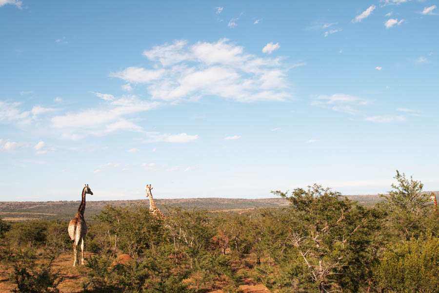 The giraffes are head and shoulders above the trees