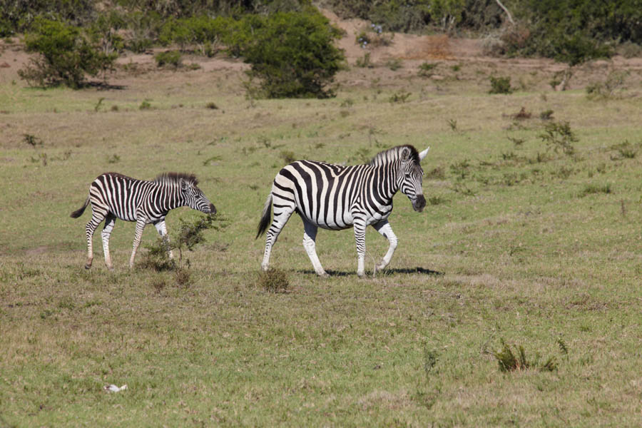 A zebra and a baby zebra