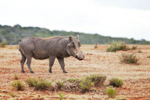 A pumba, African wart hog