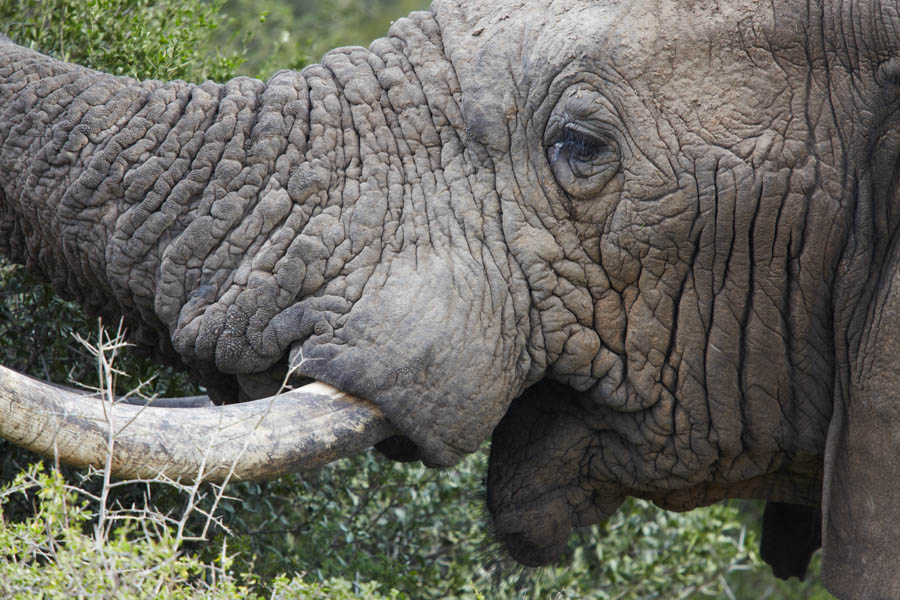 Elephant lunch time