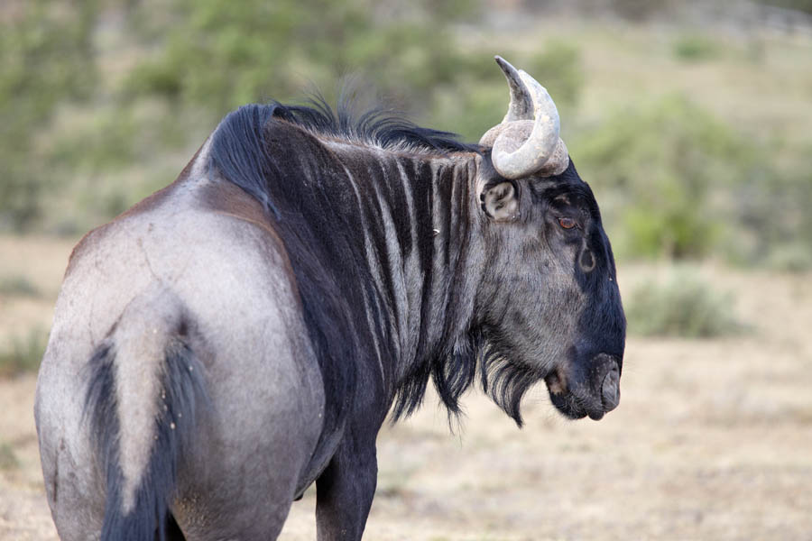 A blue Wildebeest