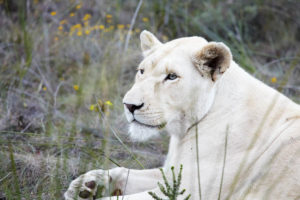 The white lion