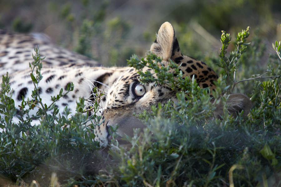 Eye to eye with the leopard