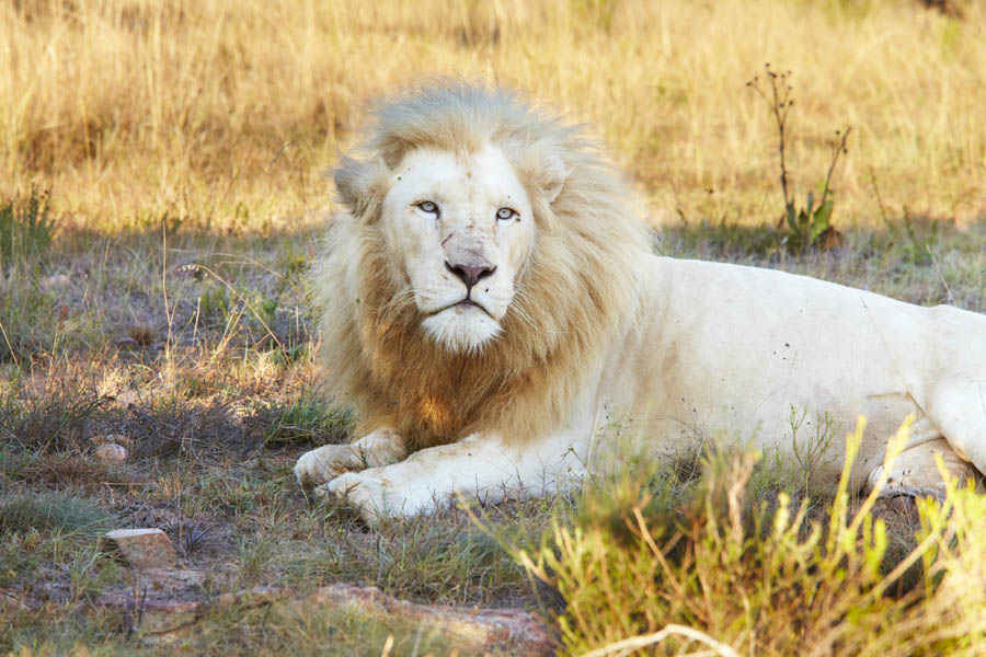 The lion resting in the shadow, yesterday he dined on a zebra