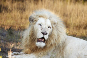 The lion showing his teeth