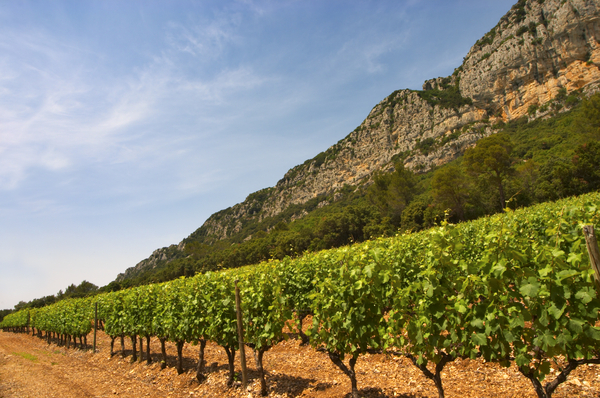 Vineyards sheltering under the cliff