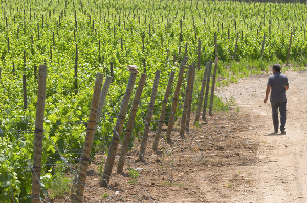 A wine grower making the rounds of his vineyards