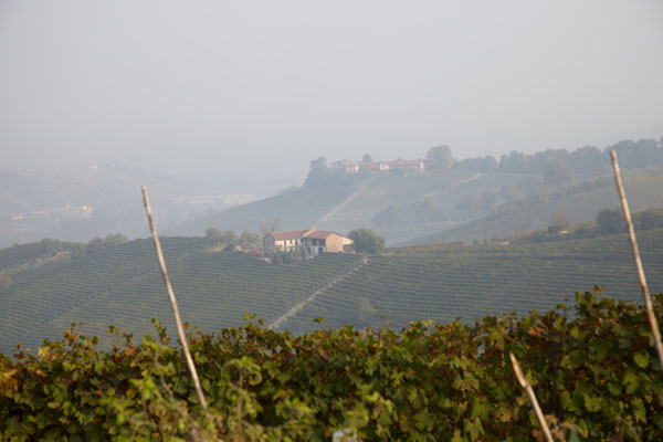 Landscape and vineyards in Piedmont