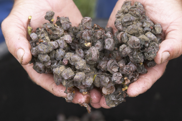 Grapes with noble rot just harvested