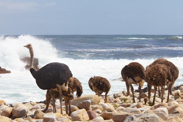 Ostriches on the beach on the Cape