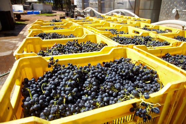 Harvest of red grapes at Nitida, Durbanville, South Africa