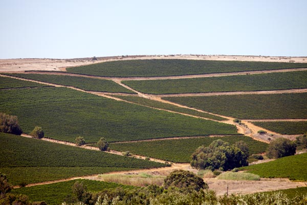 Vineyards in Durbanville, South Africa